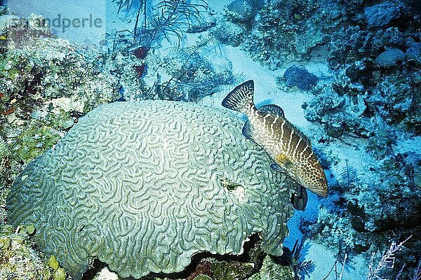 Tigerzackenbarsch vor Hirnkoralle  Cayo Largo Cuba