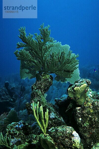 Korallen-Fleckriff  Cayo Largo Cuba