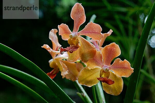 Vanda  Orchid