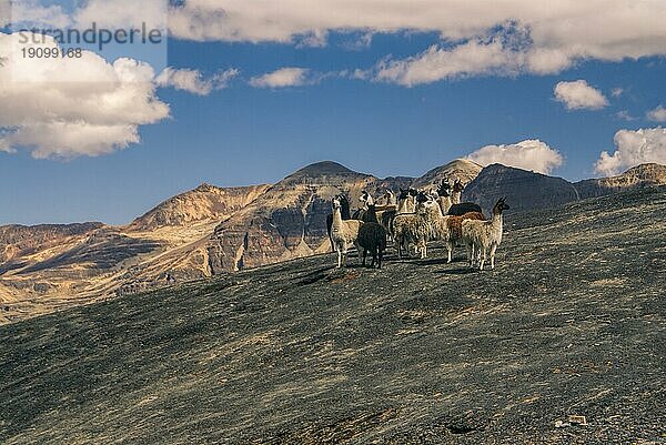 Herde wilder Lamas hoch in den Anden in Bolivien  Choro Trekking