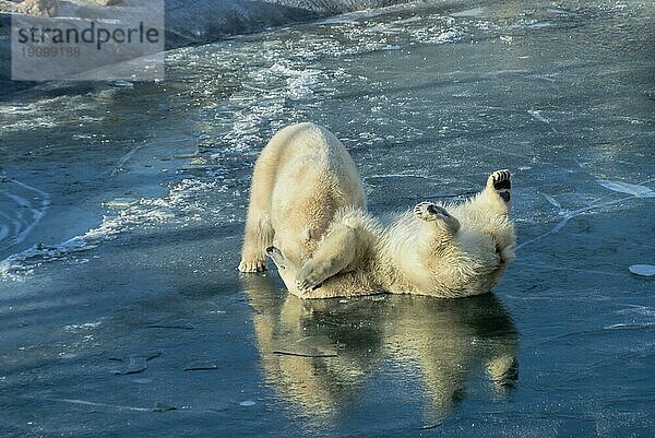 Niedliche Eisbären haben Spaß auf dem Eis
