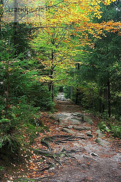 Wanderweg im Wald  ruhige Herbstlandschaft