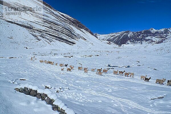 Große Herde von Hausalpakas auf Schnee in den peruanischen Anden  Südamerika