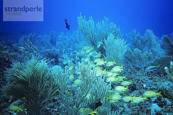 Schule von Franzosen-Grunzern  Cayo Largo Cuba  Tauchplatz Aquario