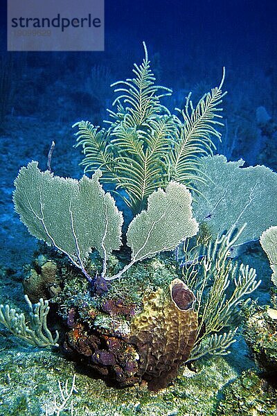 Korallen-Fleckriff  Cayo Largo Cuba