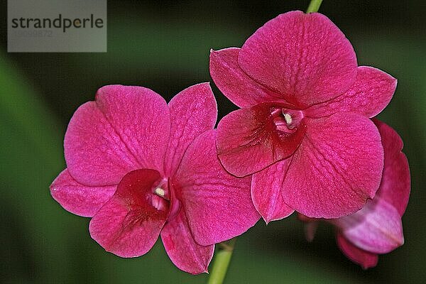 Vanda  Orchid