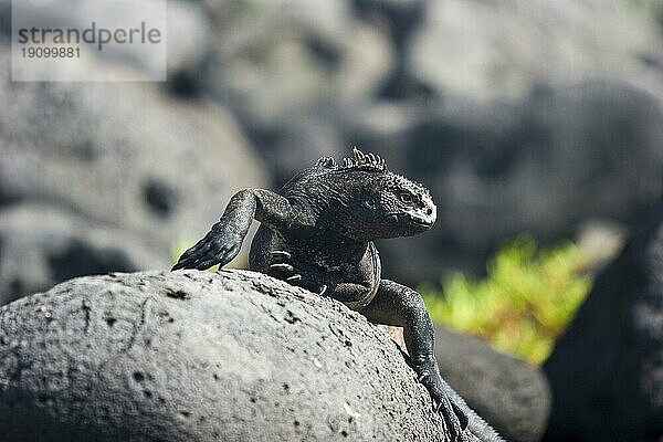 Leguan auf den Galapagosinseln