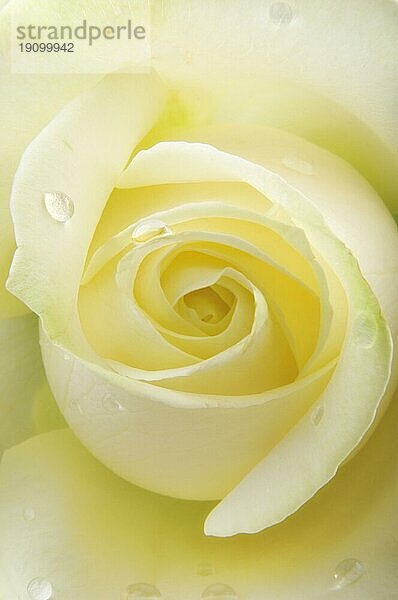 Rose  die von Natur aus perfekte Schönheit im Gegenlicht