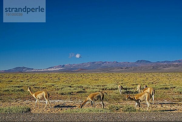 Guanako Lamas in malerischer Landschaft in Argentinien  Südamerika