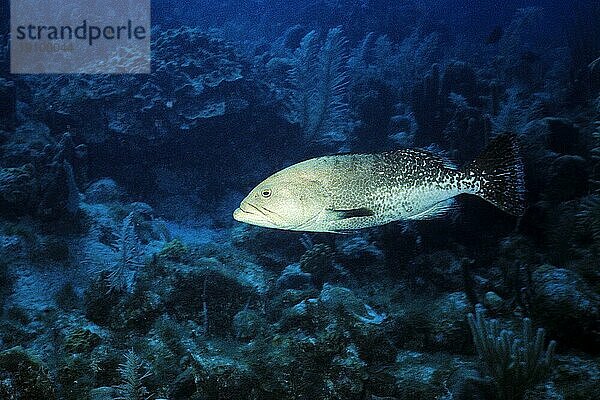 Tigerzackenbarsch  Cayo Largo Cuba