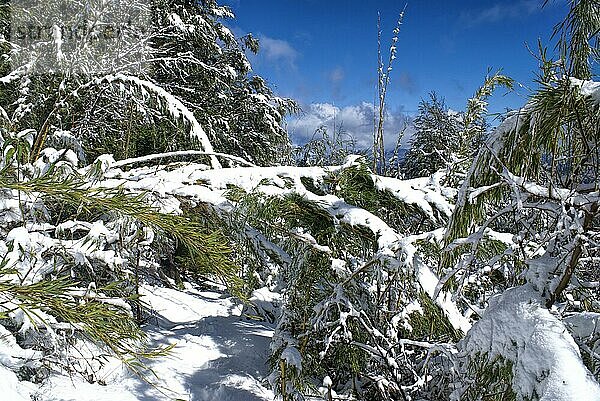 Malerischer Blick auf einen verschneiten Wald in der Mitte des Tages