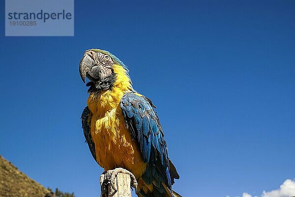 Schöner Ara Papagei mit bunten blaün und gelben Federn