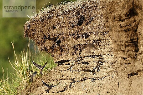 Uferschwalbe (Riparia riparia)  Detailaufnahme einer Brutkolonie an der Elbe mit anfliegenden Tieren  Biosphärenreservat Mittlere Elbe  Dessau-Roßlau  Sachsen-Anhalt  Deutschland  Europa