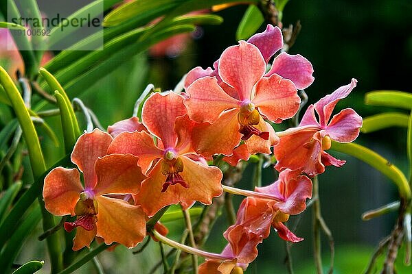 Vanda  Orchid