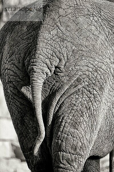Afrikanischer Elefant  Rückansicht Hinterteil