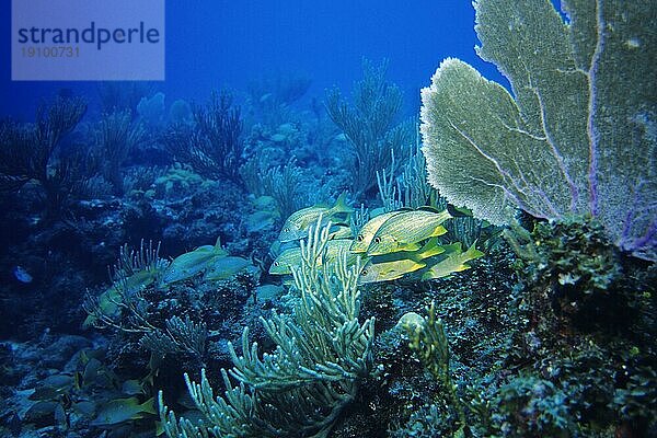 Schule von Blaustreifen- u. Franzosen-Grunzern  Cayo Largo Cuba  Tauchplatz Aquario