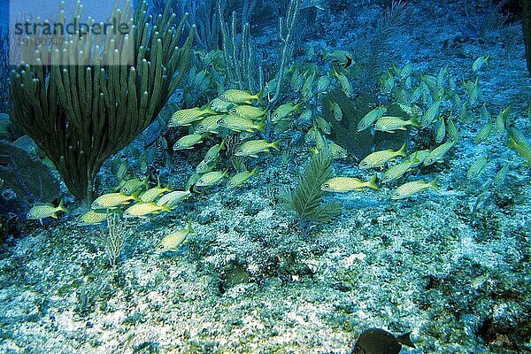 Franzosen-Grunzer  Cayo Largo Cuba