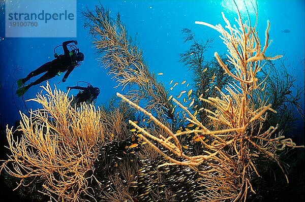 Taucher Malediven  scuba diver maldives