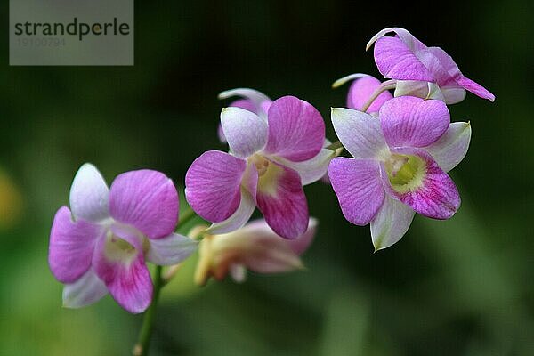 Vanda  Orchid