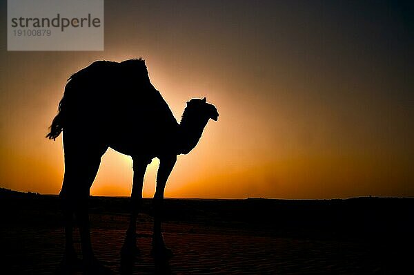 Silhouette von einsamen Dromedar Kamel mit späten Abendsonne in der Wüste  daß