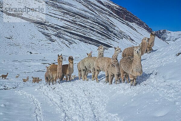 Herde von Hausalpakas auf Schnee in großen Höhen in den peruanischen Anden  Südamerika