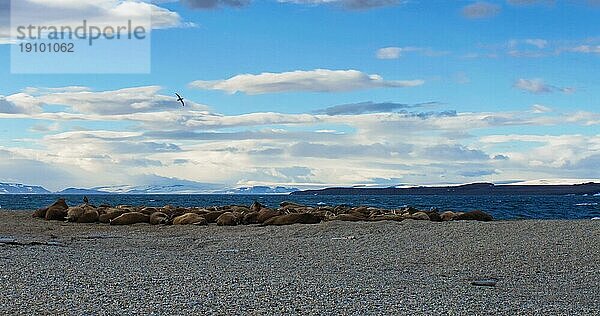 Walrosskolonie bei Torellneset  Nordaustlandet Spitsbergen