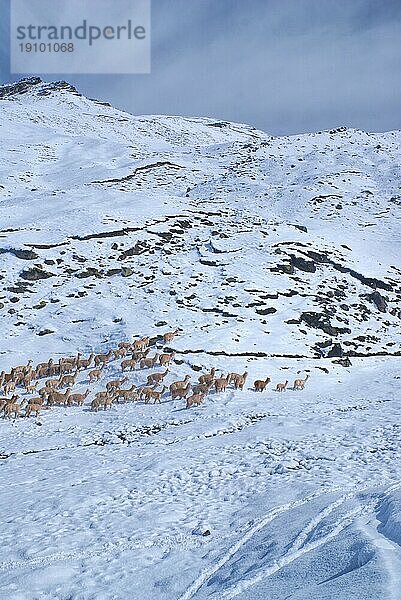 Herde von Hausalpakas auf Schnee in großen Höhen in den peruanischen Anden  Südamerika