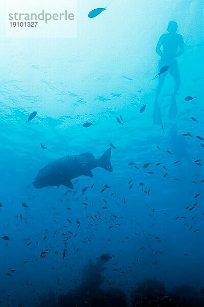 Riesensüsslippe und Schnorchler  Kuredu  Malediven  Lhaviyani-Atoll  Asien