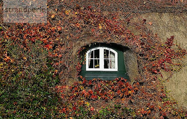 Herbstliches Reetdach