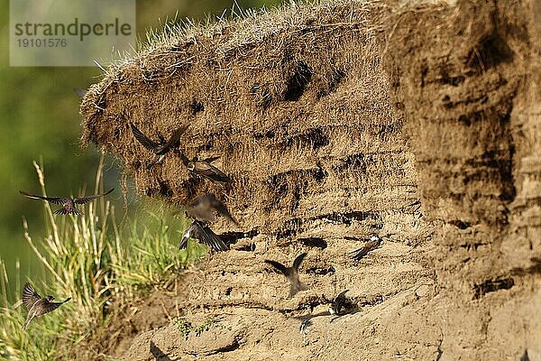 Uferschwalbe (Riparia riparia)  Detailaufnahme einer Brutkolonie an der Elbe mit anfliegenden Tieren  Biosphärenreservat Mittlere Elbe  Dessau-Roßlau  Sachsen-Anhalt  Deutschland  Europa