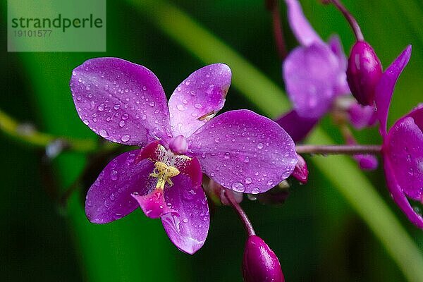 Vanda  Orchid