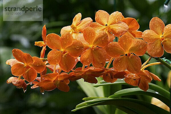 Vanda  Orchid