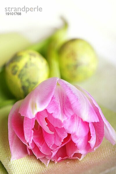 Rosa Tulpe mit Ostereiern