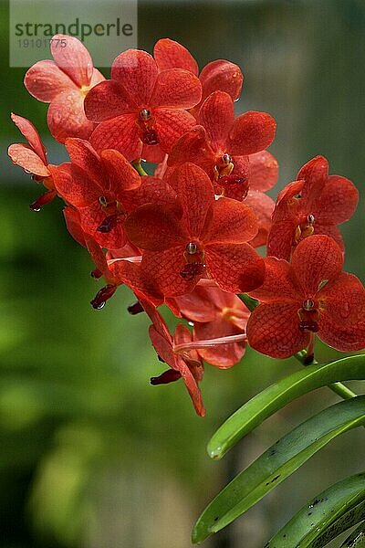 Vanda  Orchid