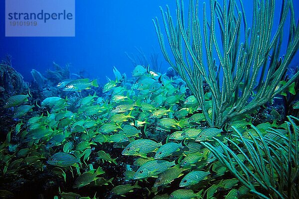 Blaustreifengrunzer und Franzosengrunzer  Tauchplatz Aquario  Cayo Largo Cuba