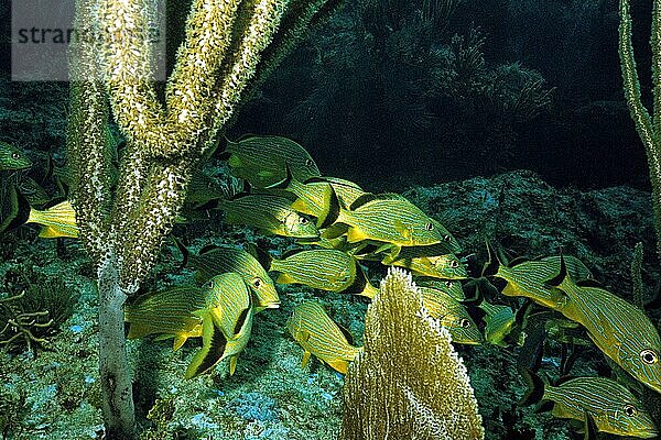 Blaustreifen-Grunzer  Cayo Largo Cuba