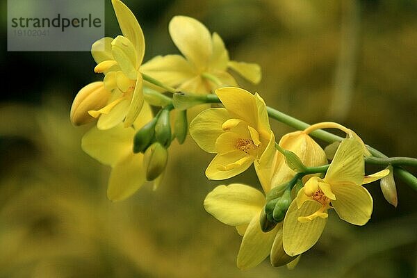 Vanda  Orchid