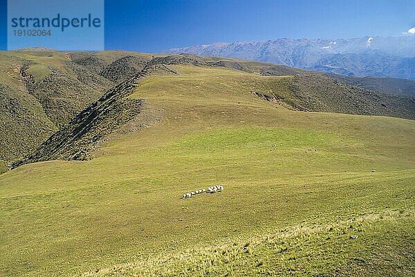 Grasbewachsene Flächen mit Schafherde in Capilla del Monte in Argentinien  Südamerika