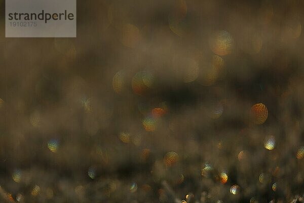 Raureif im Gegenlicht  Biosphärenreservat Mittlere Elbe  Sachsen-Anhalt  Deutschland  Europa