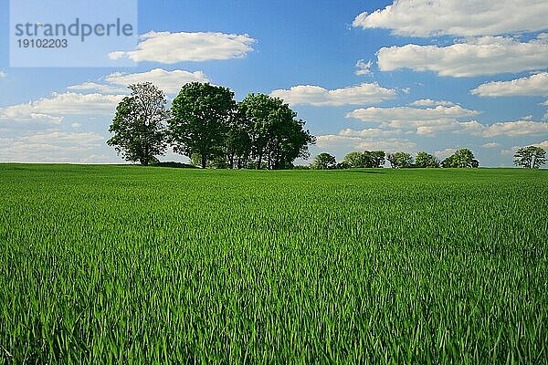 Baumgruppe auf Feld  Neuenhagen bei Berlin