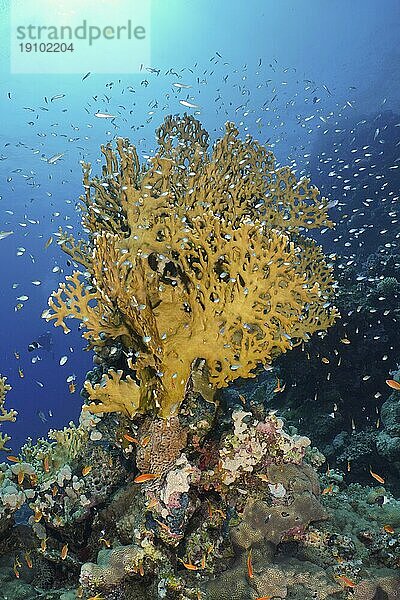 Gitter-Feuerkoralle (Millepora dichotoma)  Schwarm von Rotmeer-Glasfisch (Parapriacanthus guentheri)  Tauchplatz Hausriff  Mangrove Bay  El Quesir  Rotes Meer  Ägypten  Afrika