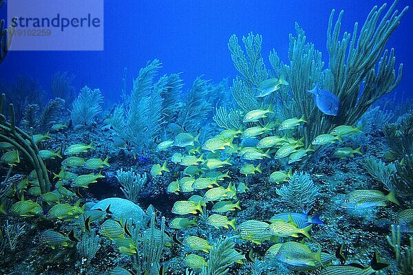 Schule von Blaustreifen- u. Franzosen-Grunzern  Cayo Largo Cuba  Tauchplatz Aquario