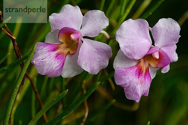 Vanda  Orchid