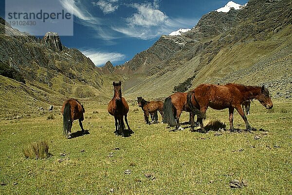 Pferde grasen in einem malerischen grünen Tal zwischen hohen Berggipfeln in den peruanischen Anden