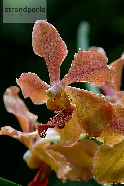 Vanda  Orchid