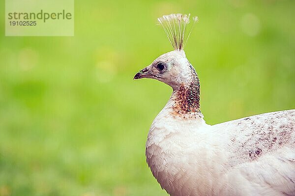 Weißer Pfau im Garten