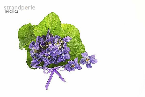 Ein Veilchenstrauß mit Schleife freigestellt vor weißem Hintergrund. Studioaufnahme mit Copy Space. A violet bunch with loop exemptly before white background. Studio photograph with Copy Space