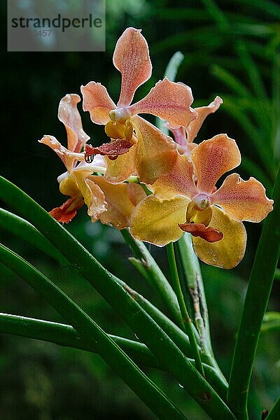 Vanda  Orchid