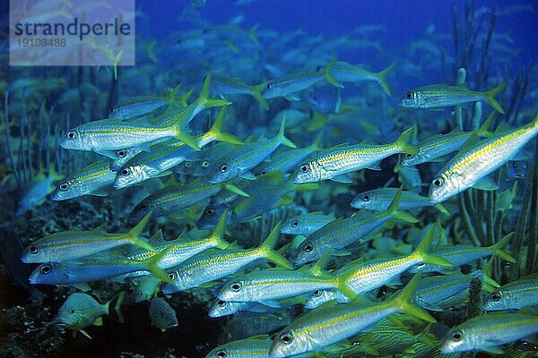 Gelbflossen-Meerbarben (Mulloides vanicolensis)  Cayo Largo Cuba