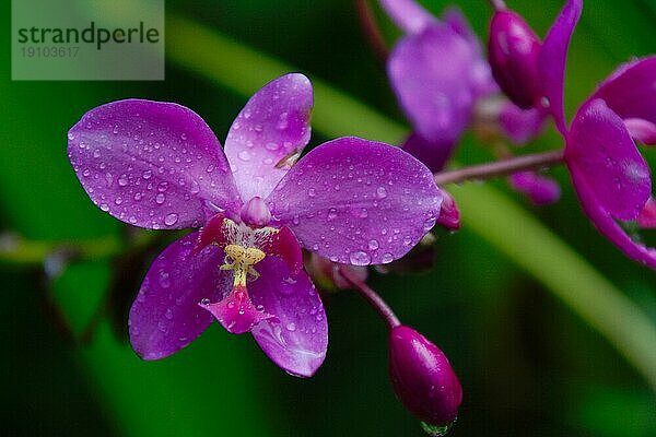 Vanda  Orchid